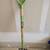 AMES Green Wood Handle Digging Fork 1 thumbnail