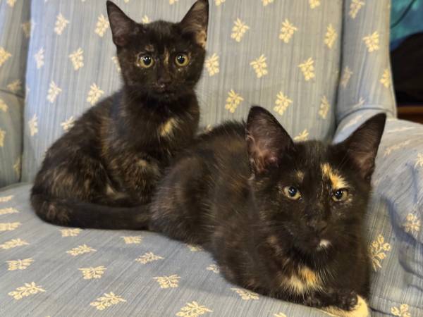 2 Kittens available