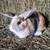 Female Rabbit. 2 thumbnail