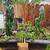 Garden - Plants - Cactus - Succulents for Sale! 3 thumbnail