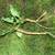 Horseradish Plant Starting Root - Health Benefits 2 thumbnail