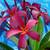 Plumeria 'Madeline' Large Insta-Tree Rooted plants $50 & Up 5 thumbnail