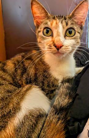 Gata hembra calicó dulce necesita un hogar (Reading)64036929297667120
