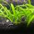 Dwarf Sagittaria Subulata - Freshwater Aquarium Carpeting Plant - Fish Tank 3 thumbnail