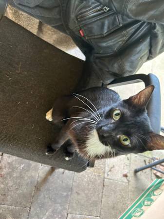 Two kittens (Foreman)63902987644803123