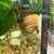 Mystery snails for your aquarium and Java Fern water plant. 4 thumbnail