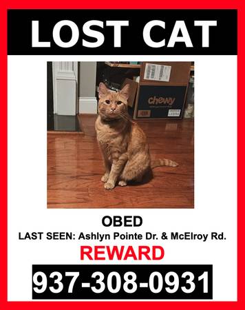 LOST PET - ORANGE W/TABBY MARKINGS / SHORTHAIR / MALE - $$ Reward $$ (ATLANTA)63739476531201120