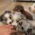 Pups need loving home 4 thumbnail