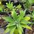 Mature Succulents For Landscaping 7 thumbnail