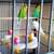 English Budgies 1 thumbnail