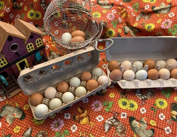 FRESH Eggs in Molalla! 1