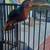 Bustamante Signed Mixed Media Toucan On Stand 32x22x8 $800obo 6 thumbnail