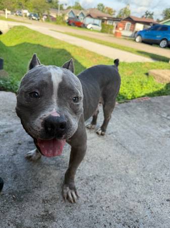Femlae bully found (Houston)63859317826179122