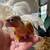 Conure 2 thumbnail