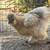 Silkie hens 5 thumbnail