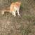 Rehomeing stray kittens 5 thumbnail