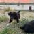 Pups 2 thumbnail