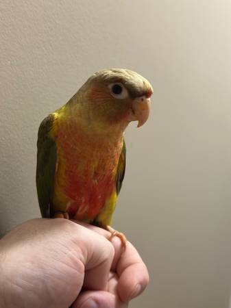 Green Cheek and Nanday Conure63831802639361120