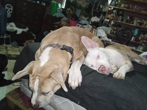 Must love dogs 1