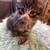Manx kitten 4 thumbnail