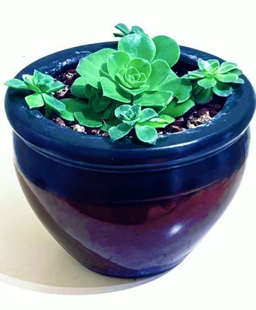 Aeonium w/ Mini in Blue and Burgundy Pot 1