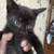 Mousers 2 thumbnail