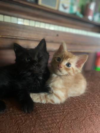 Sweetest kitten pair (Richland)63922852471938121