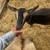 Nigerian Dwarf Milking Does 4 thumbnail