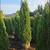 HUGE Emerald Green Arborvitae’s for sale 3 thumbnail