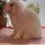 Holland lop 8 thumbnail