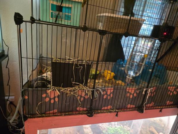 Guinea pigs for rehoming (Vacaville)63881395514497123