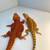Red bearded dragons for sale 6 thumbnail