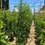 Privacy trees :: Ficus Nitida - Indian Laurel Fig 4 thumbnail