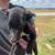 Catahoula/shepherd mix puppies 6 thumbnail