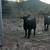 Goats for sale 14 thumbnail