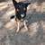 Immediate rehoming Male German Shepherd 10 thumbnail