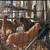 Bantam pullets/roos/chicks 3 thumbnail