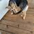 Female German Shepherd 2 thumbnail