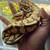 Holiday reptile sale 11 thumbnail