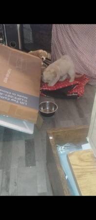 ?Lily-Ann's Beautiful Multipoo Pupps (Antioch)63862000287107121