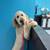 Grooming Shop Bather / Assistant 3 thumbnail