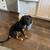 CataHoula-Great Dane :  Need to re-HOME 2 thumbnail