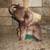 Vintage Royal Copley Ceramic Circus Elephant, 7.5" 2 thumbnail