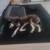 Rehoming Lucy! 2 thumbnail
