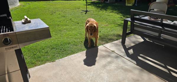 Golden retriever (Phoenix)64007247783811120