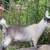 Nigerian dwarf  doelings,  doe is SOLD 7 thumbnail