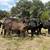 Brangus heifers 7 thumbnail