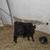 Bottle Calves 6 thumbnail