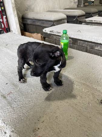 Mutt Puppy 1