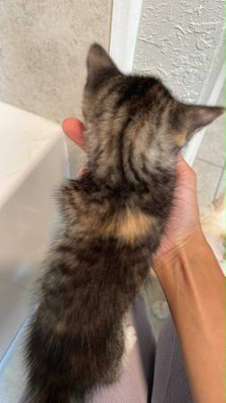 Gatito atigrado buscando un hogar / adopción / Edenton, NC63948404573955123
